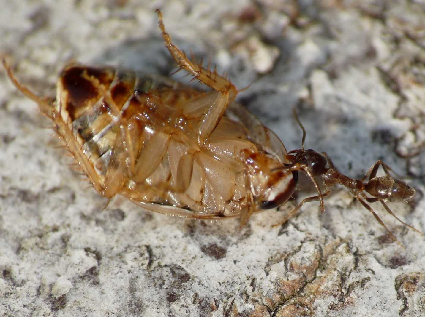 Formica argentina